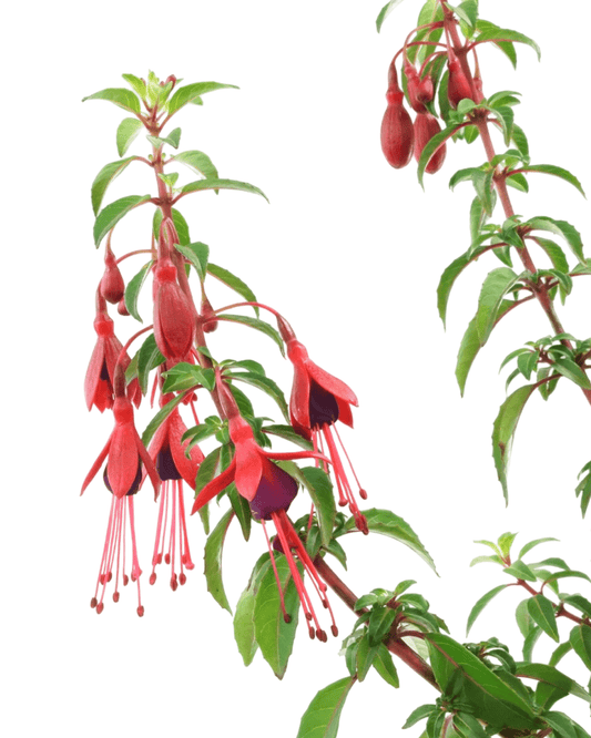 Fuchsia 'David' - The Garden Corner