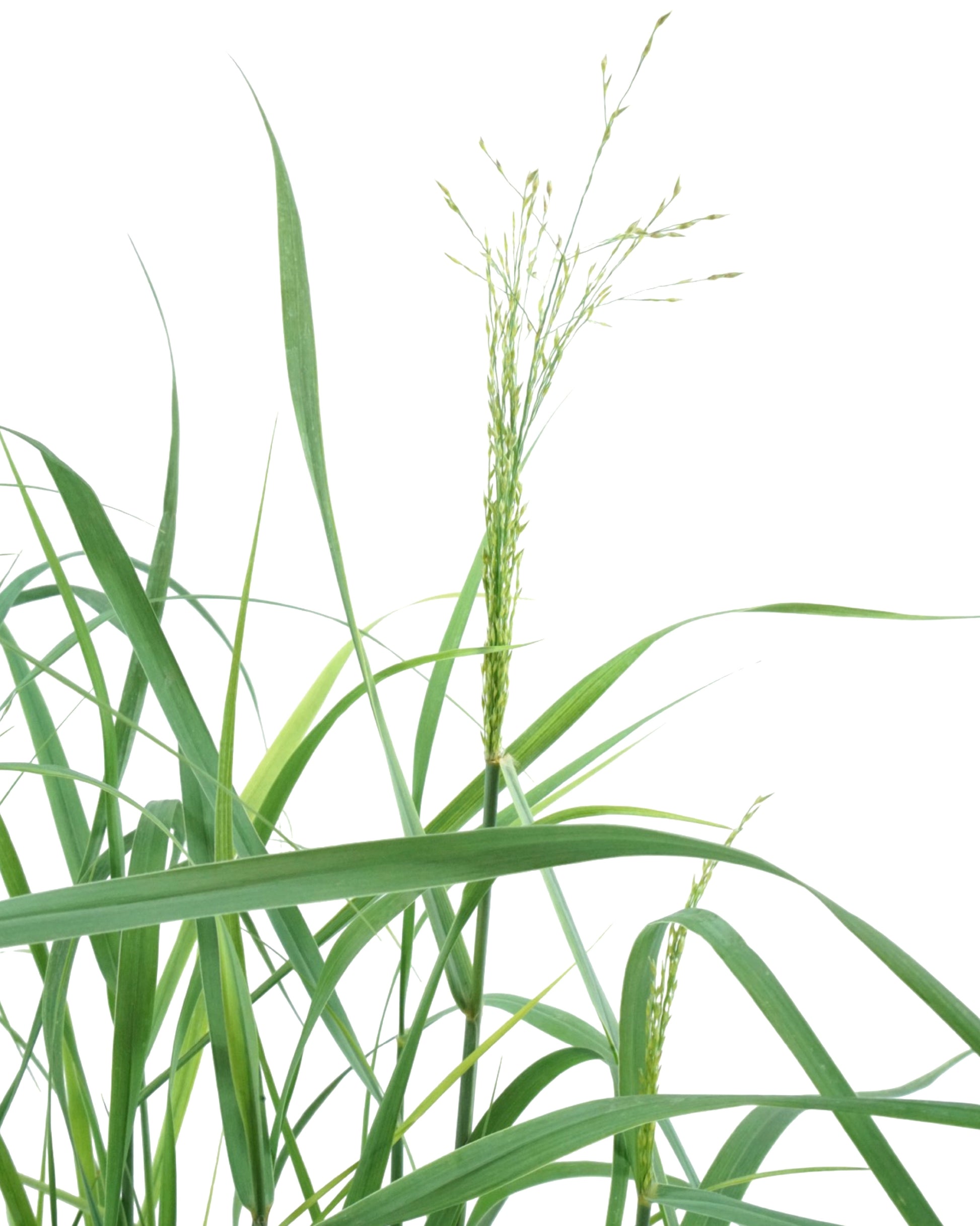 Panicum virgatum 'Heavy Metal' - Perennials