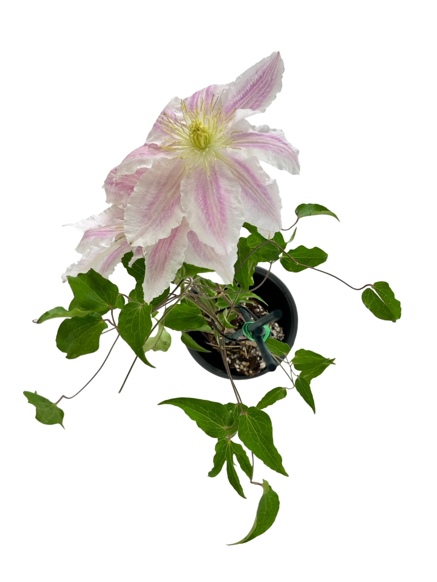 Clematis 'Cotton Candy' - Shrubs