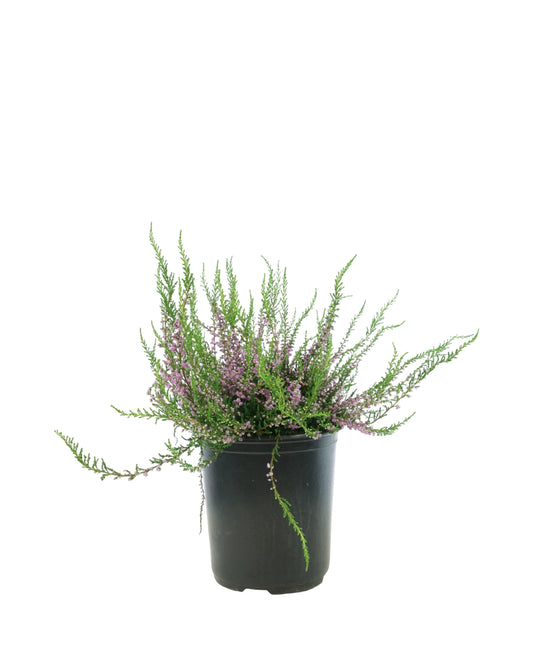 Calluna vulgaris 'Tib'