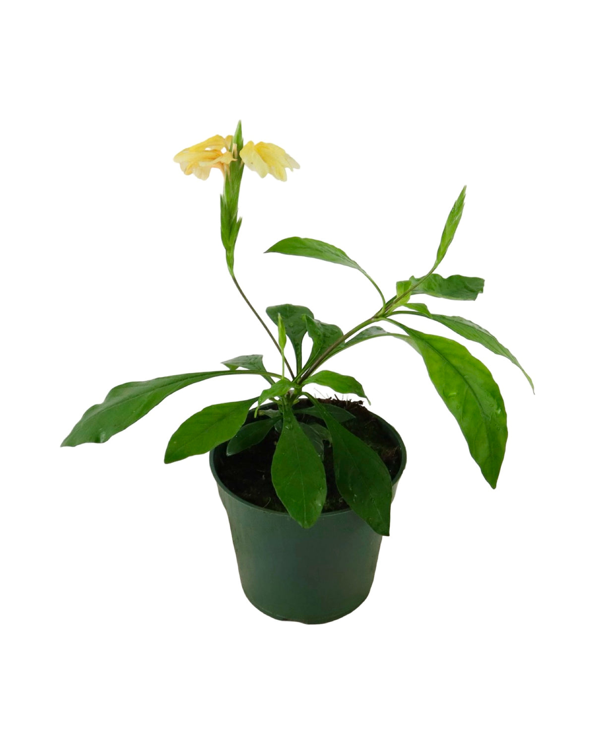 Crossandra infundibuliformis - House Plants