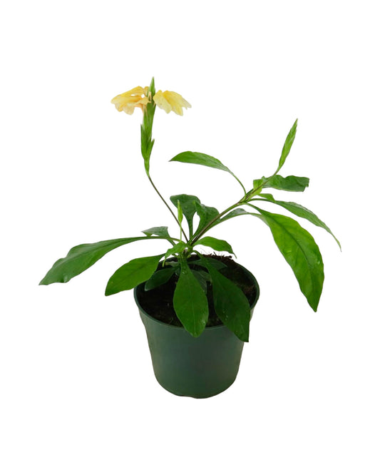 Crossandra infundibuliformis - House Plants