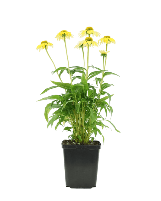 Echinacea 'Sombrero Lemon Yellow' - The Garden Corner