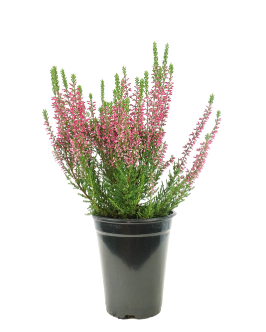 Calluna vulgaris 'Scarlet'