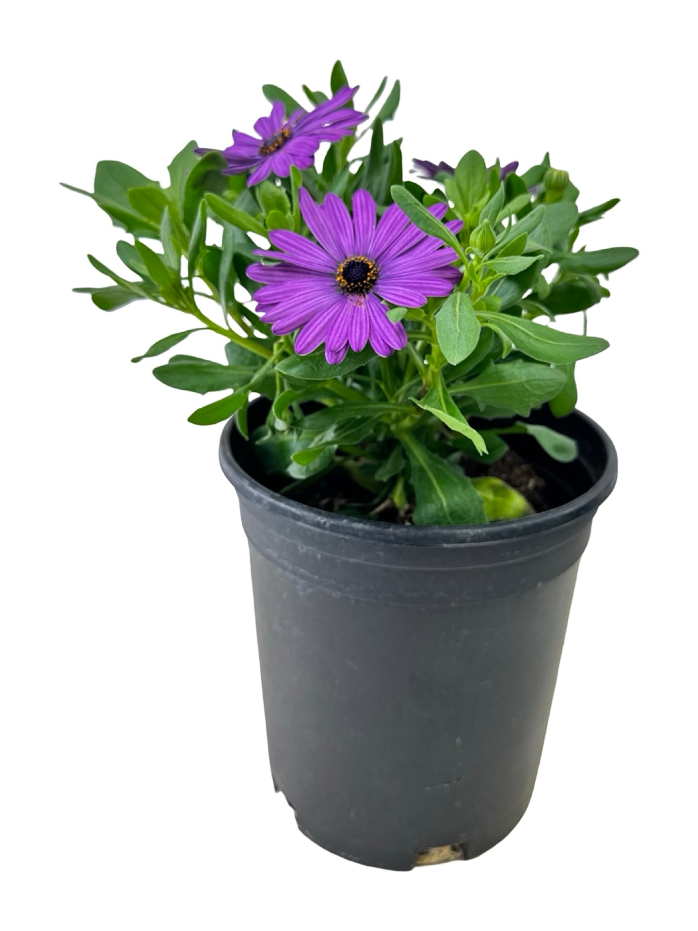 Osteospermum 'Zion Blue Denim' - Annuals