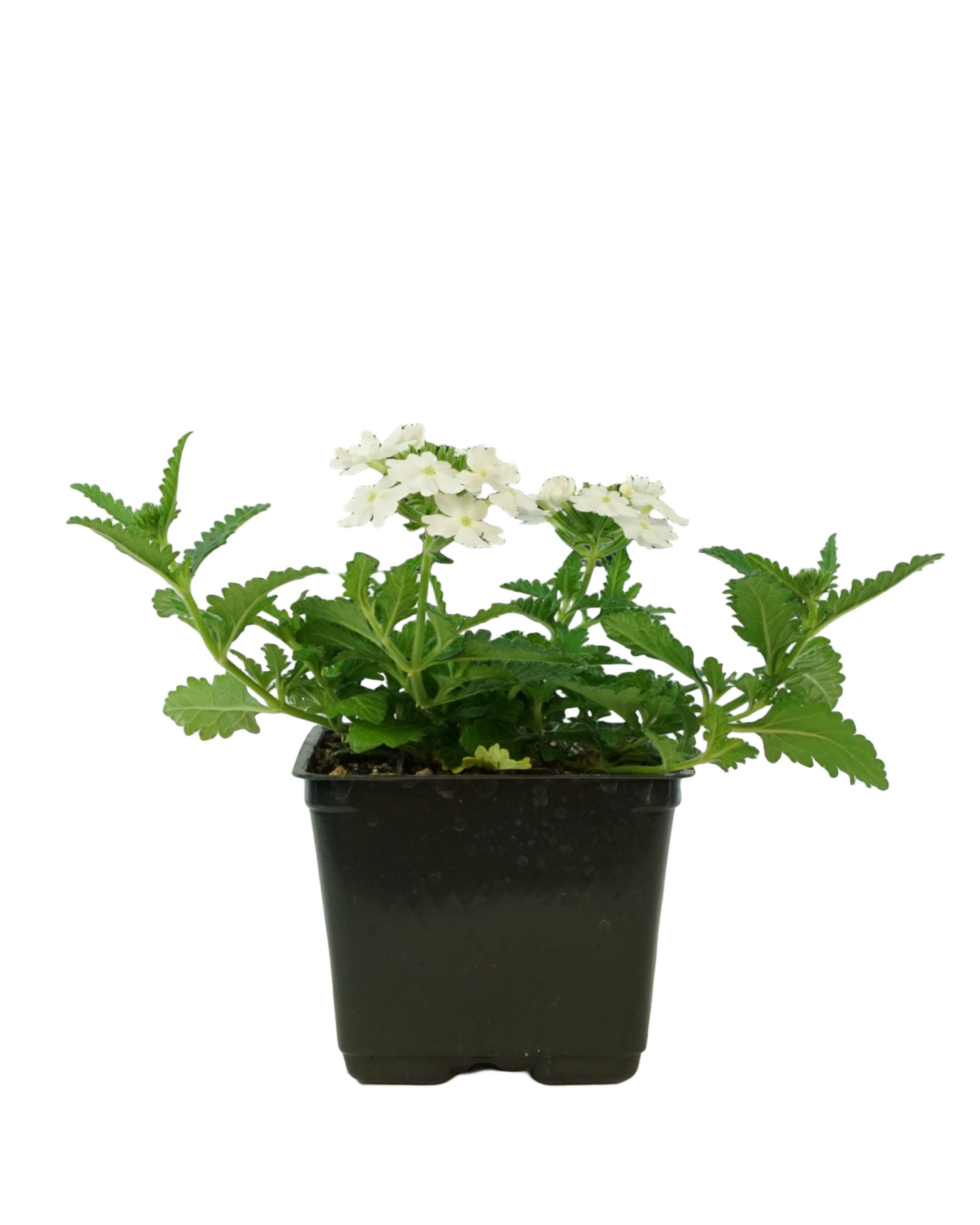 Verbena 'Firehouse White