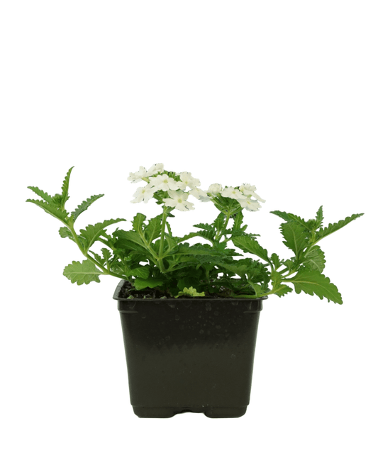 Verbena 'Firehouse White - The Garden Corner