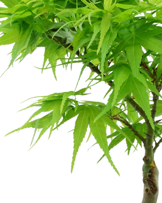 Acer palmatum 'Mikawa Yatsubusa'