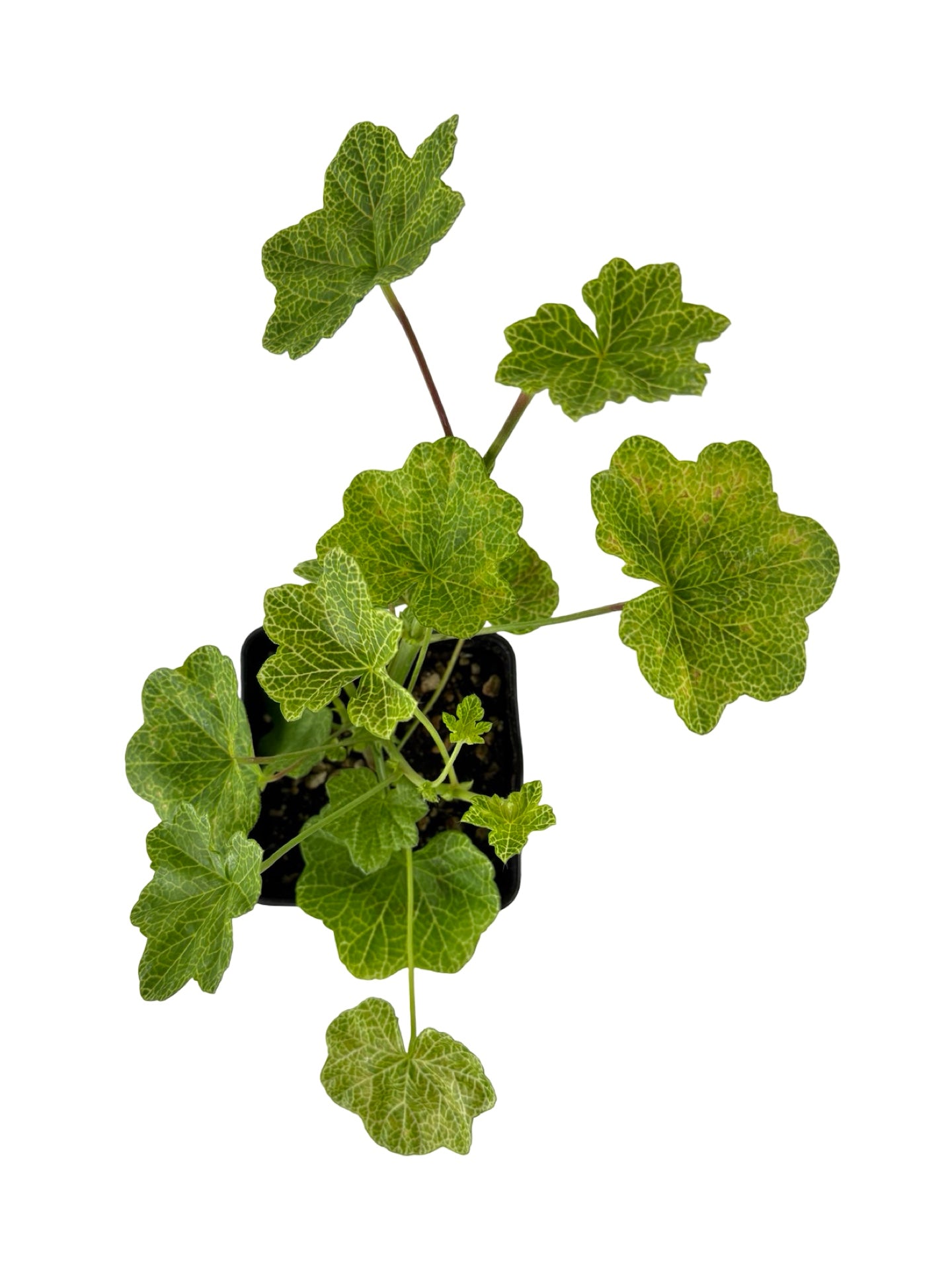 Pelargonium peltatum 'Crocodile' - Annuals