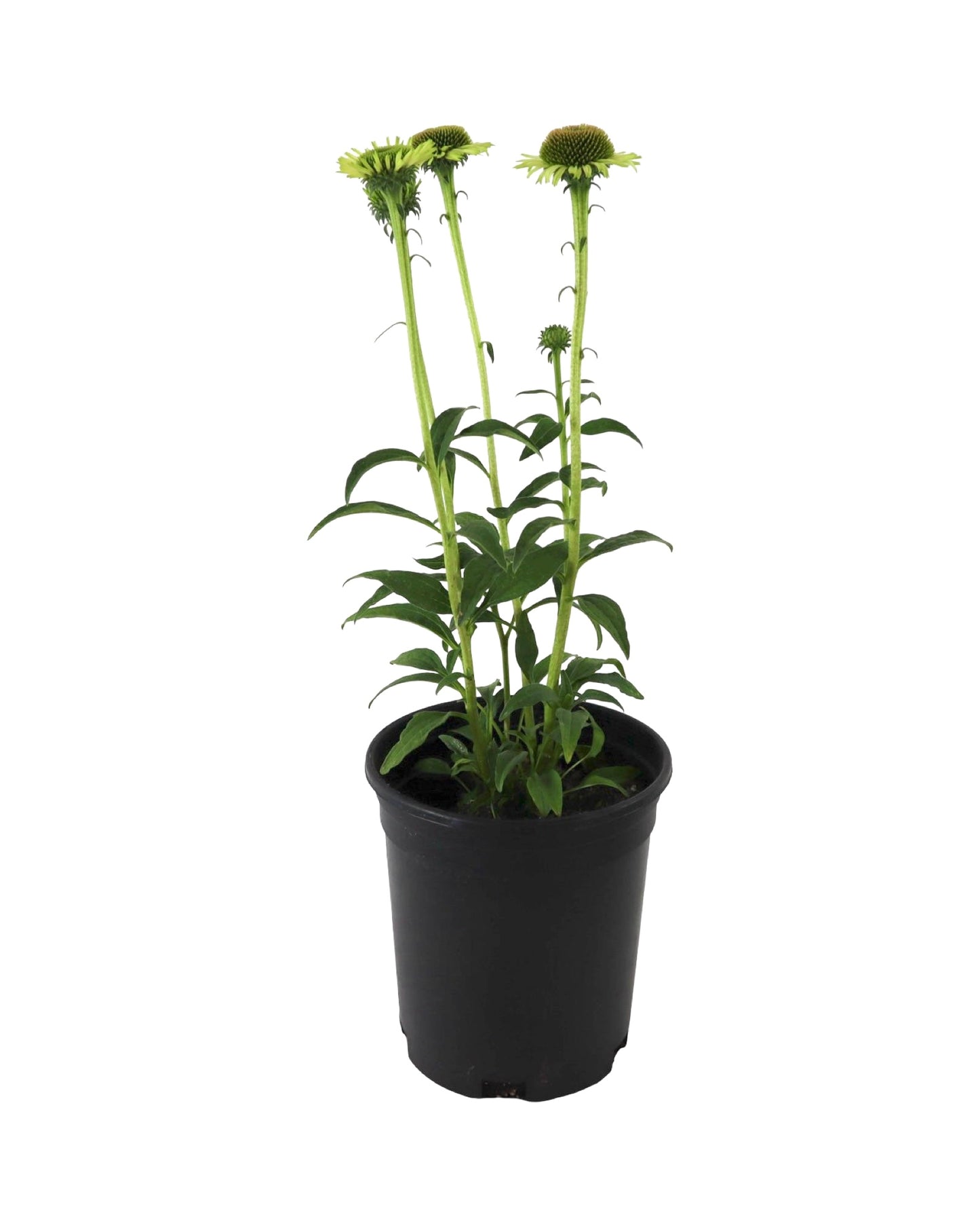 Echinacea 'Green Jewel' - Perennials