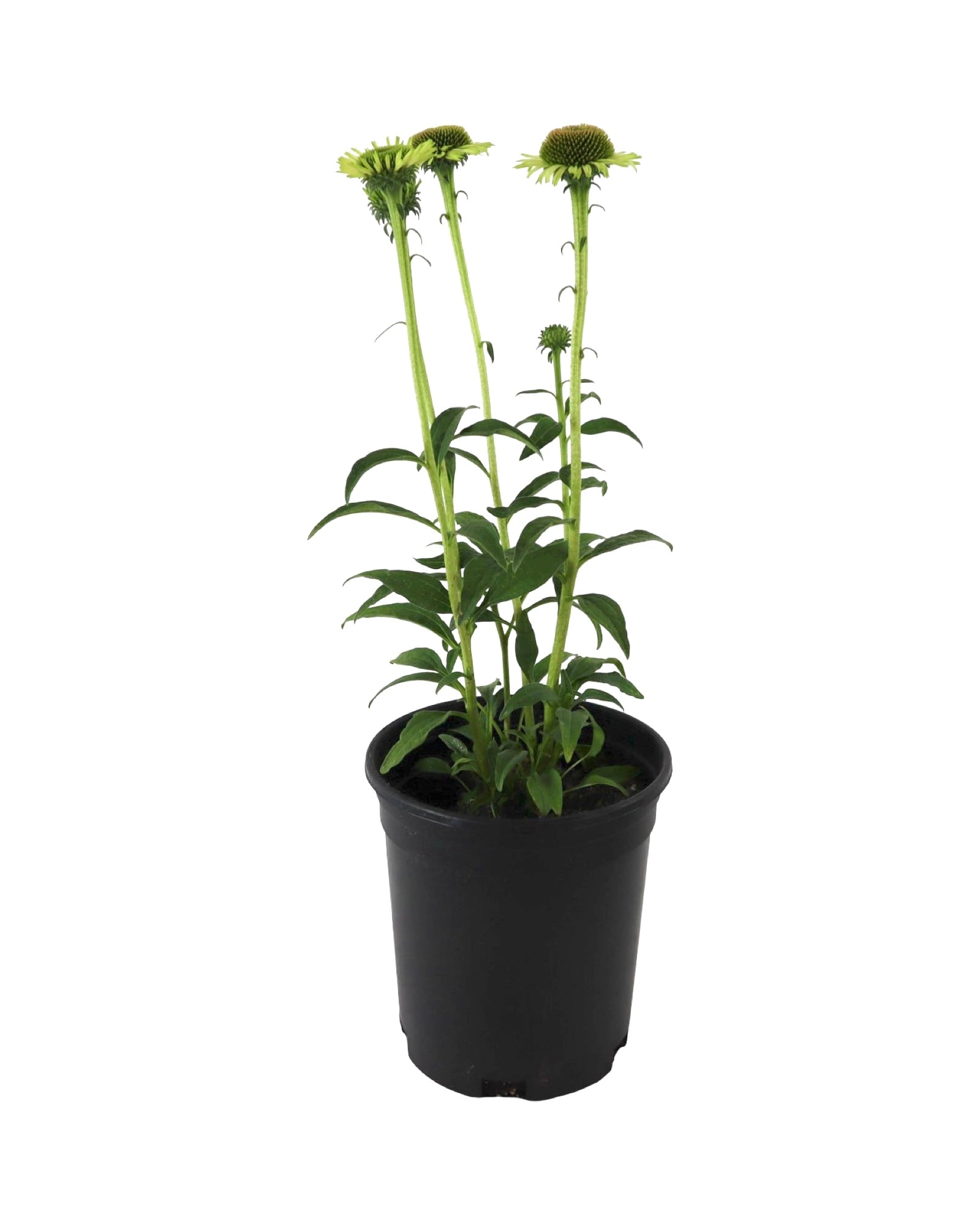 Echinacea 'Green Jewel' - Perennials