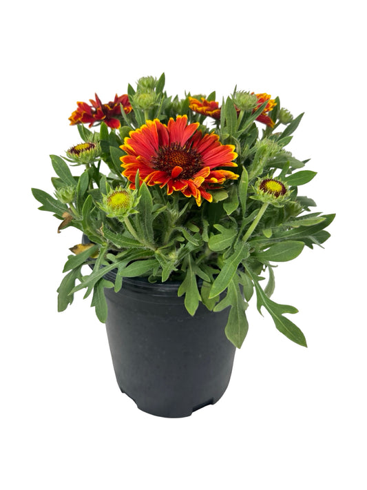 Gaillardia SpinTop® Mariachi 'Red Sky' - Perennials