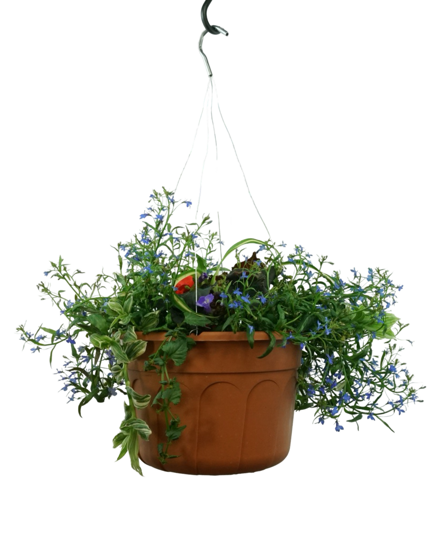 Basic Basket - Annuals