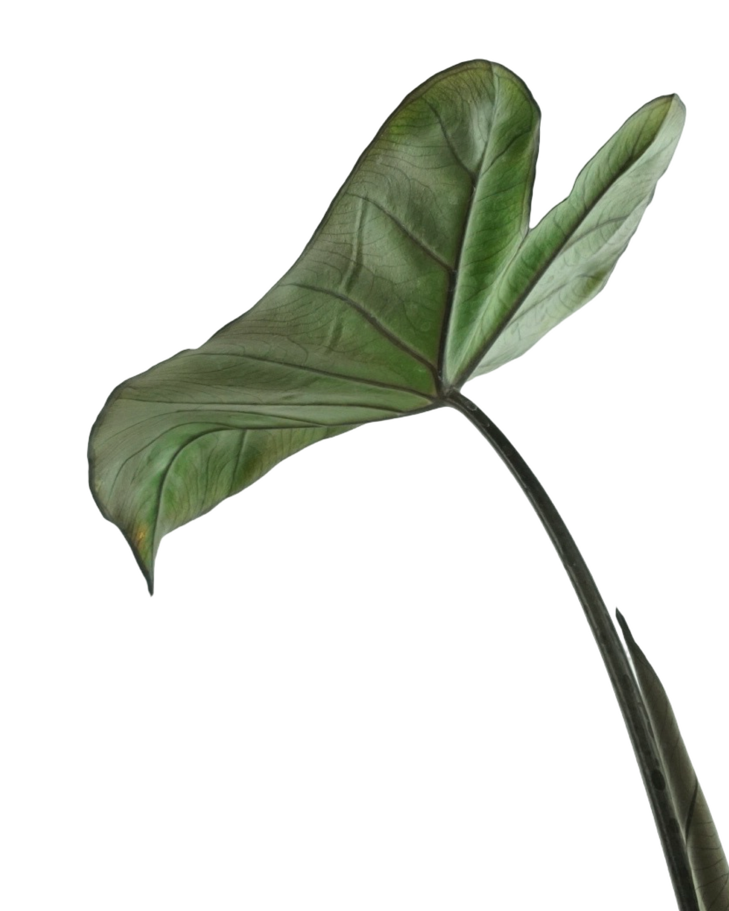 Colocasia esculenta 'Fontanesii'