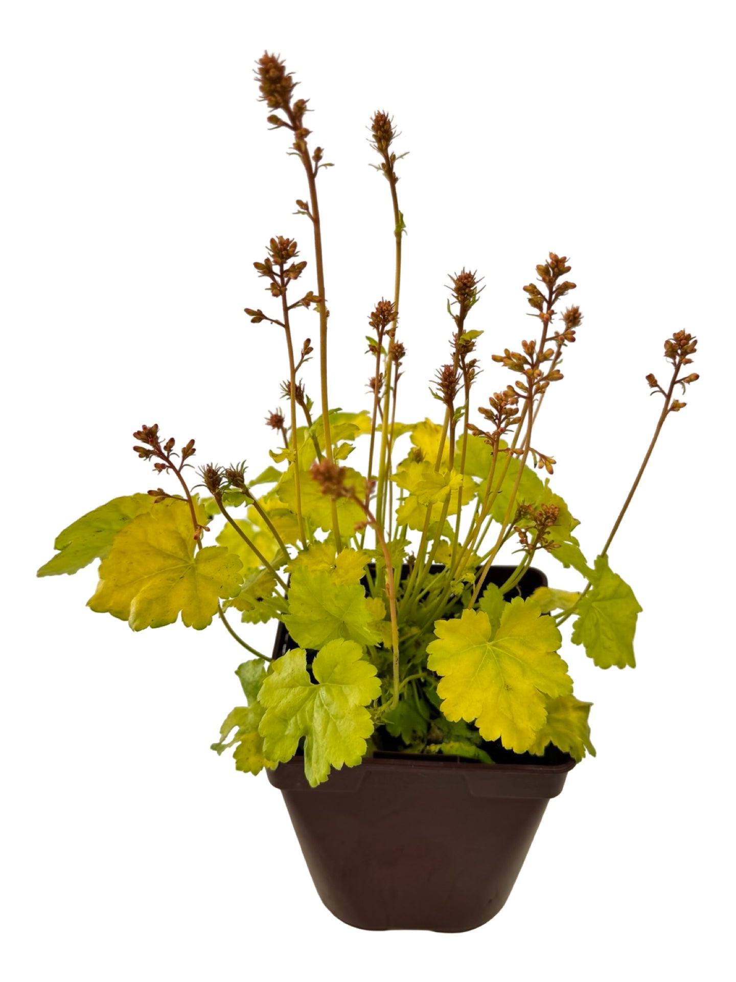 Heuchera Little Cuties™ 'Sweet Tart' - Perennials