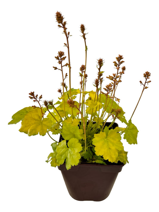 Heuchera Little Cuties™ 'Sweet Tart' - Perennials