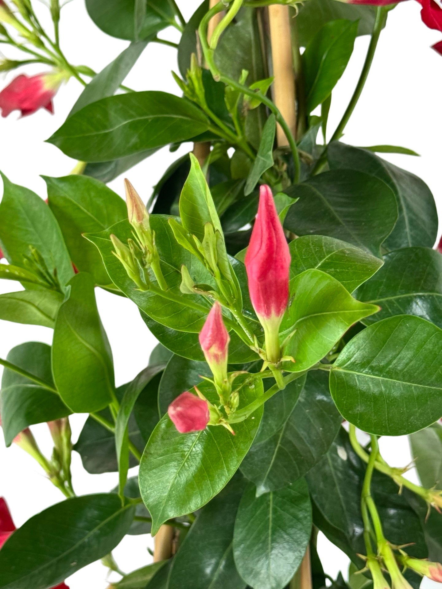 Mandevilla Sundenia® 'Red Improved - Tropical Plants
