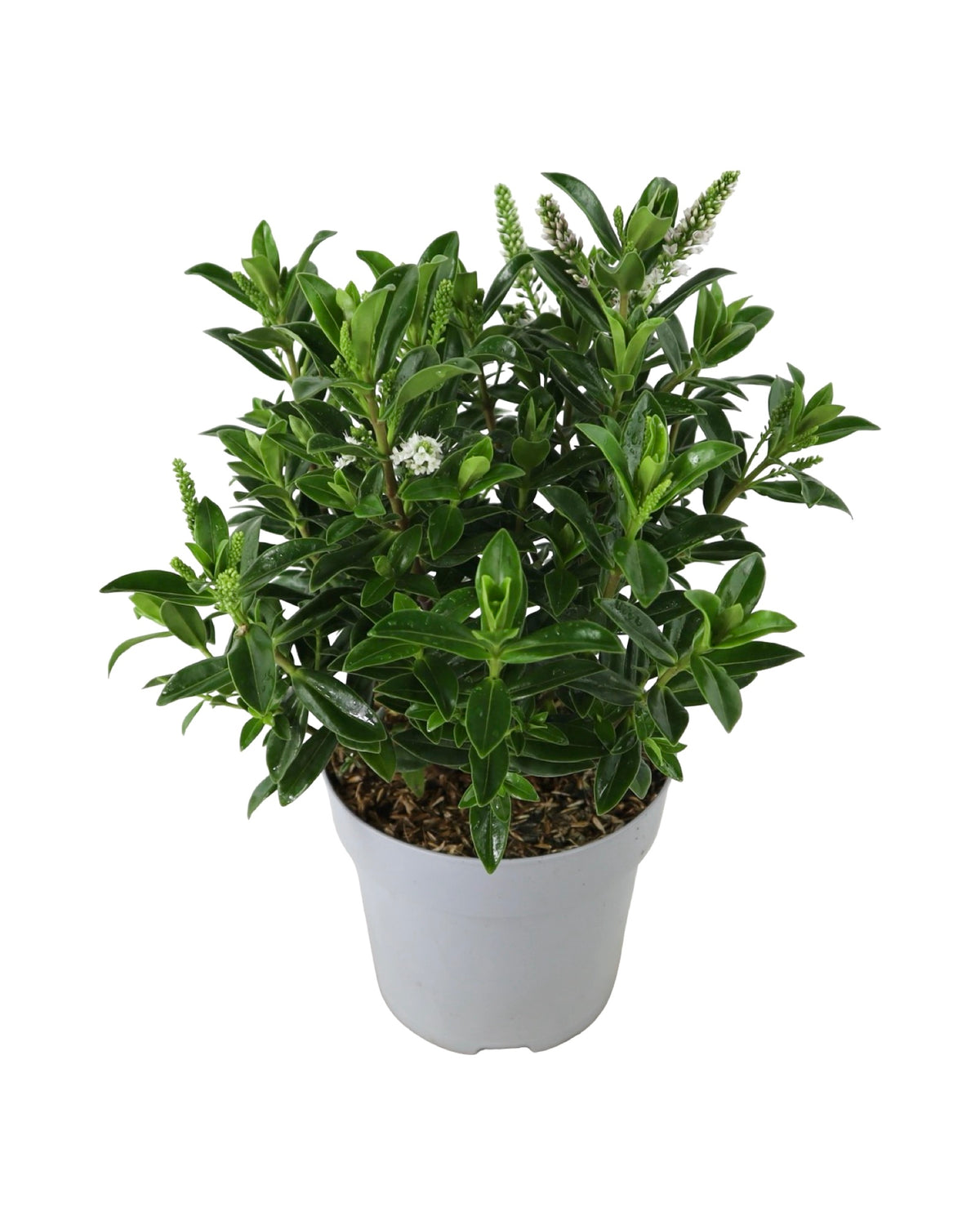 Hebe Petita® 'White' - Shrubs