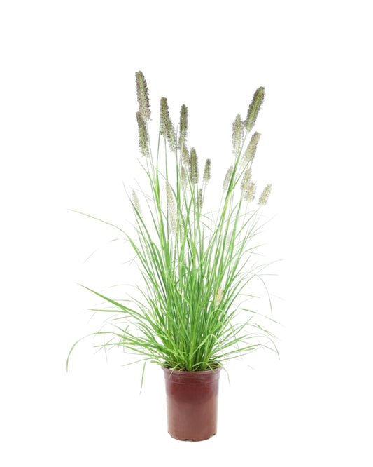 Pennisetum alopecuroides 'Ginger Love'