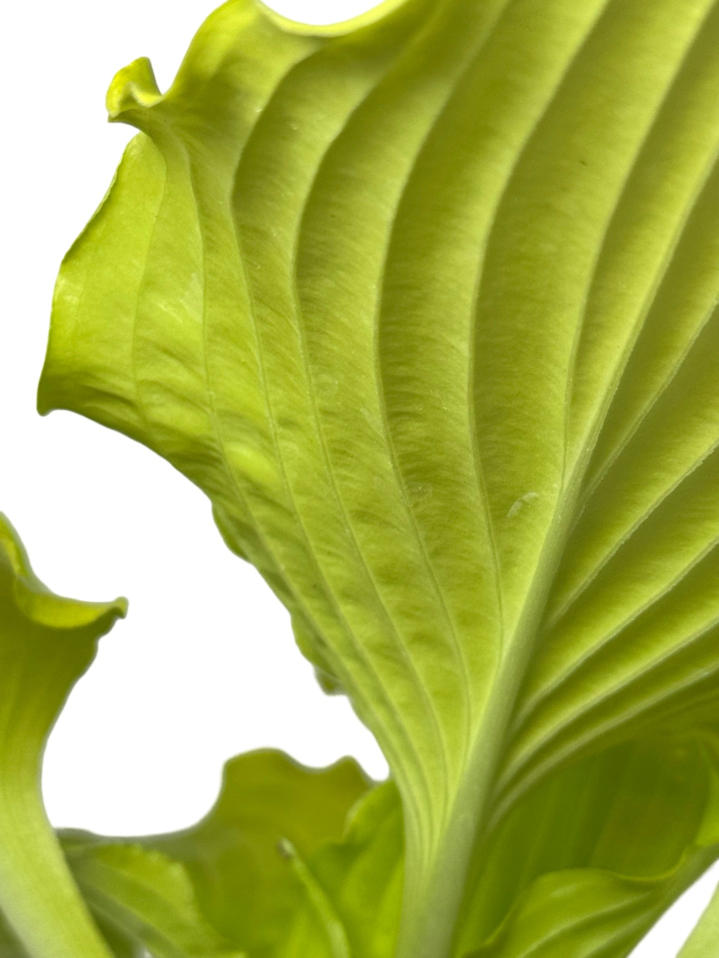 Hosta 'Dancing Queen' - Perennials
