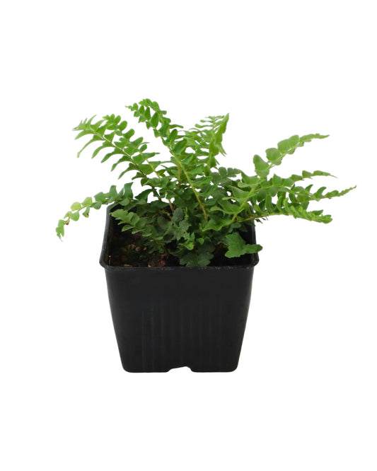 Polystichum acrostichoides - Perennials