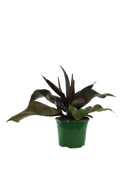 Philodendron erubescens Red Heart