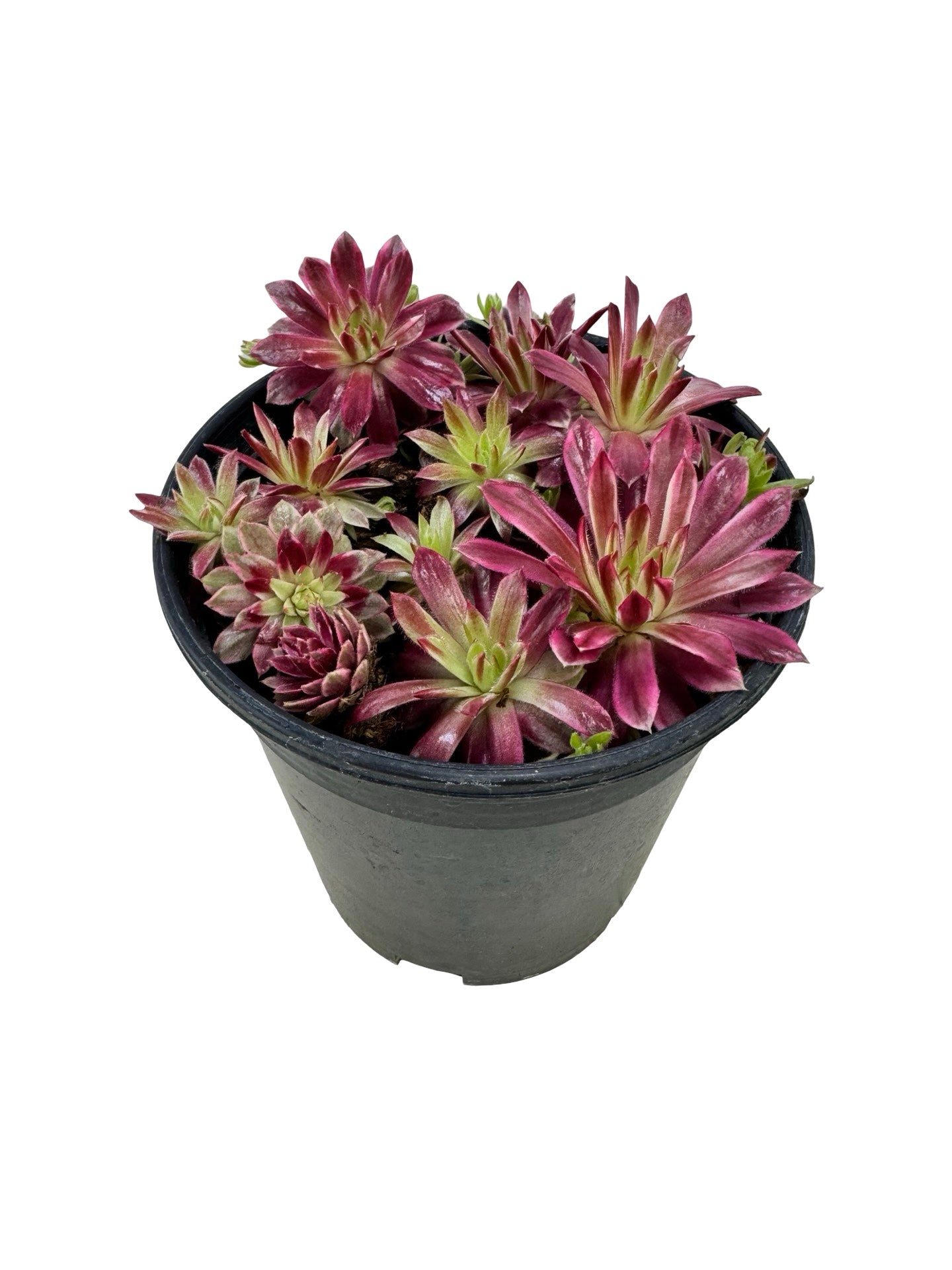 Sempervivum Chick Charms® 'Lotus Blossom' - Groundcovers
