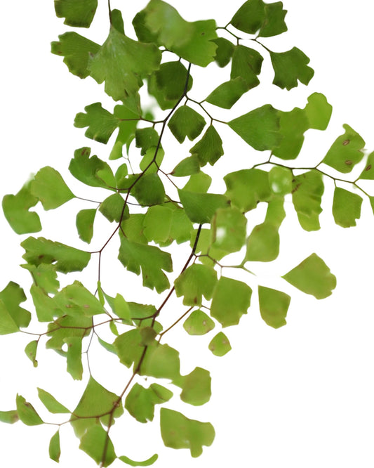 Adiantum x mairisii - Perennials