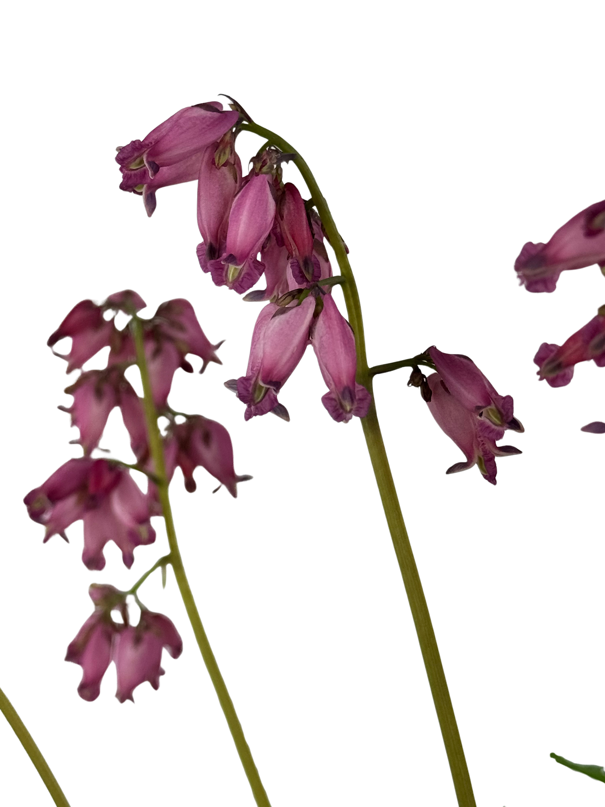 Dicentra formosa 'Luxuriant' - Perennials