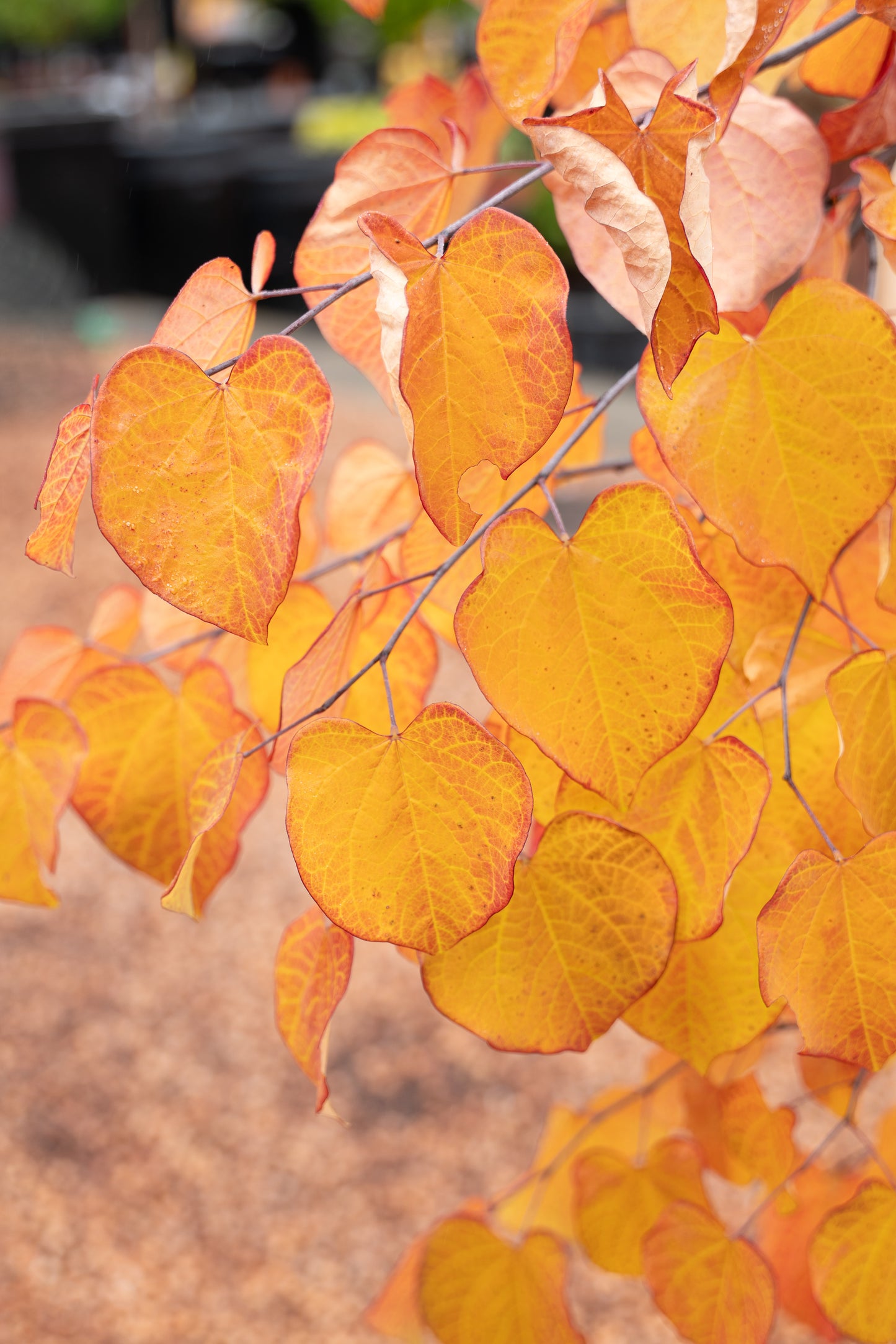 Cercis canadensis 'Ruby Falls
