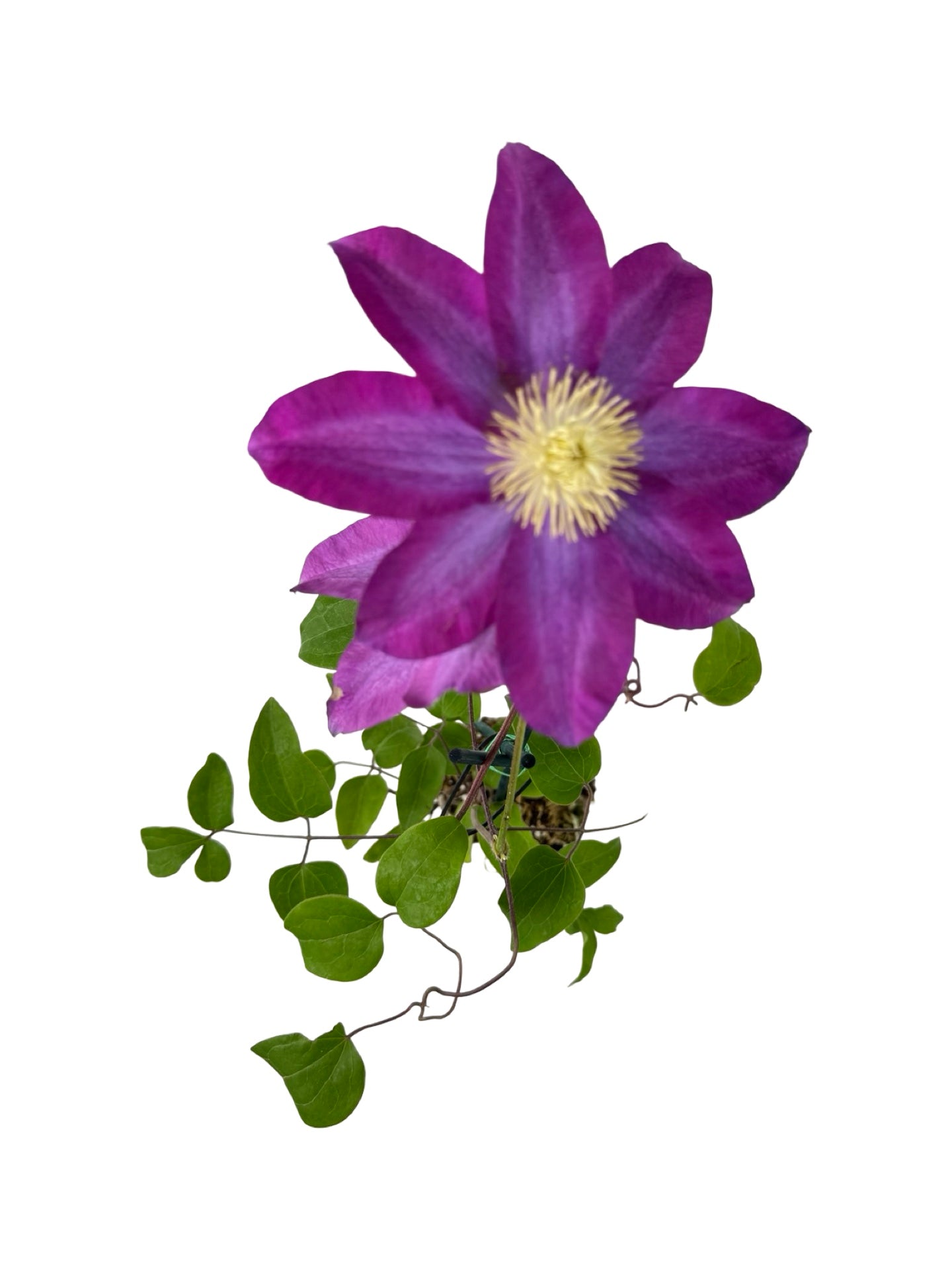 Clematis 'Pink Champagne' - Shrubs