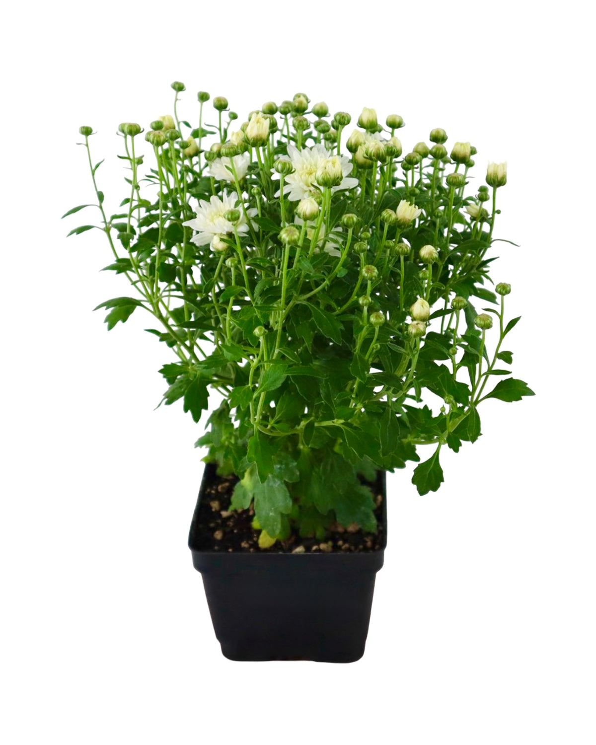 Chrysanthemum 'Celestial White' - Seasonal Plant