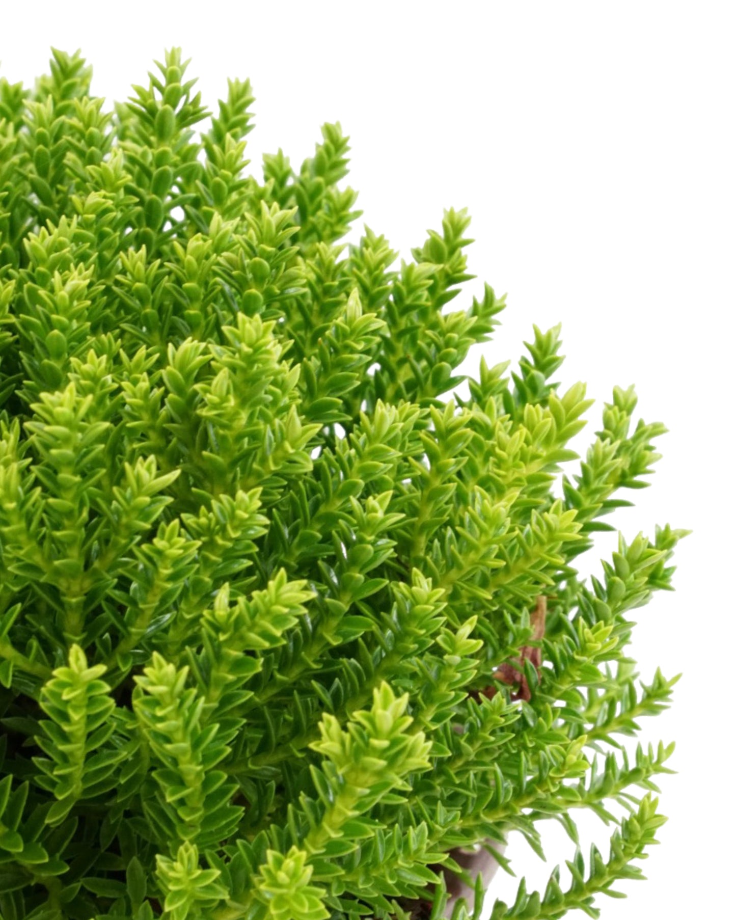 Hebe 'Emerald Gem'