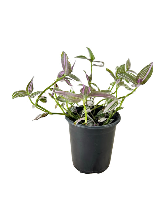 Tradescantia 'Pink Lollipop' - House Plants