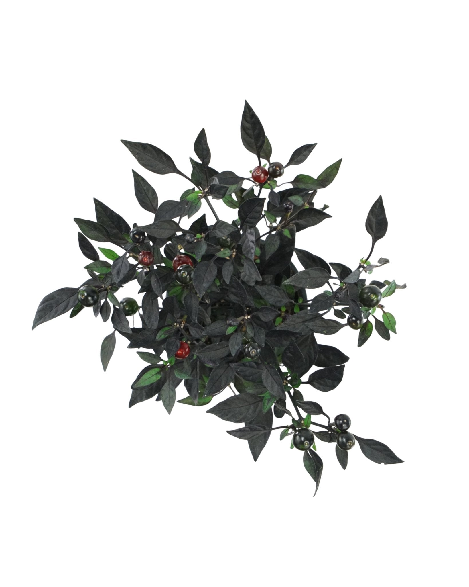 Capsicum annuum 'Onyx Red' - The Garden Corner