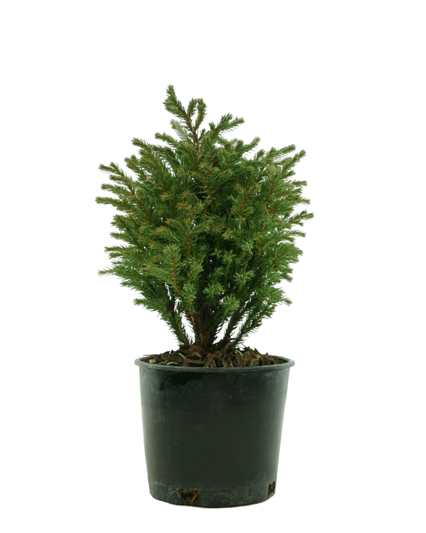 Chamaecyparis pisifera 'Blue Moon'