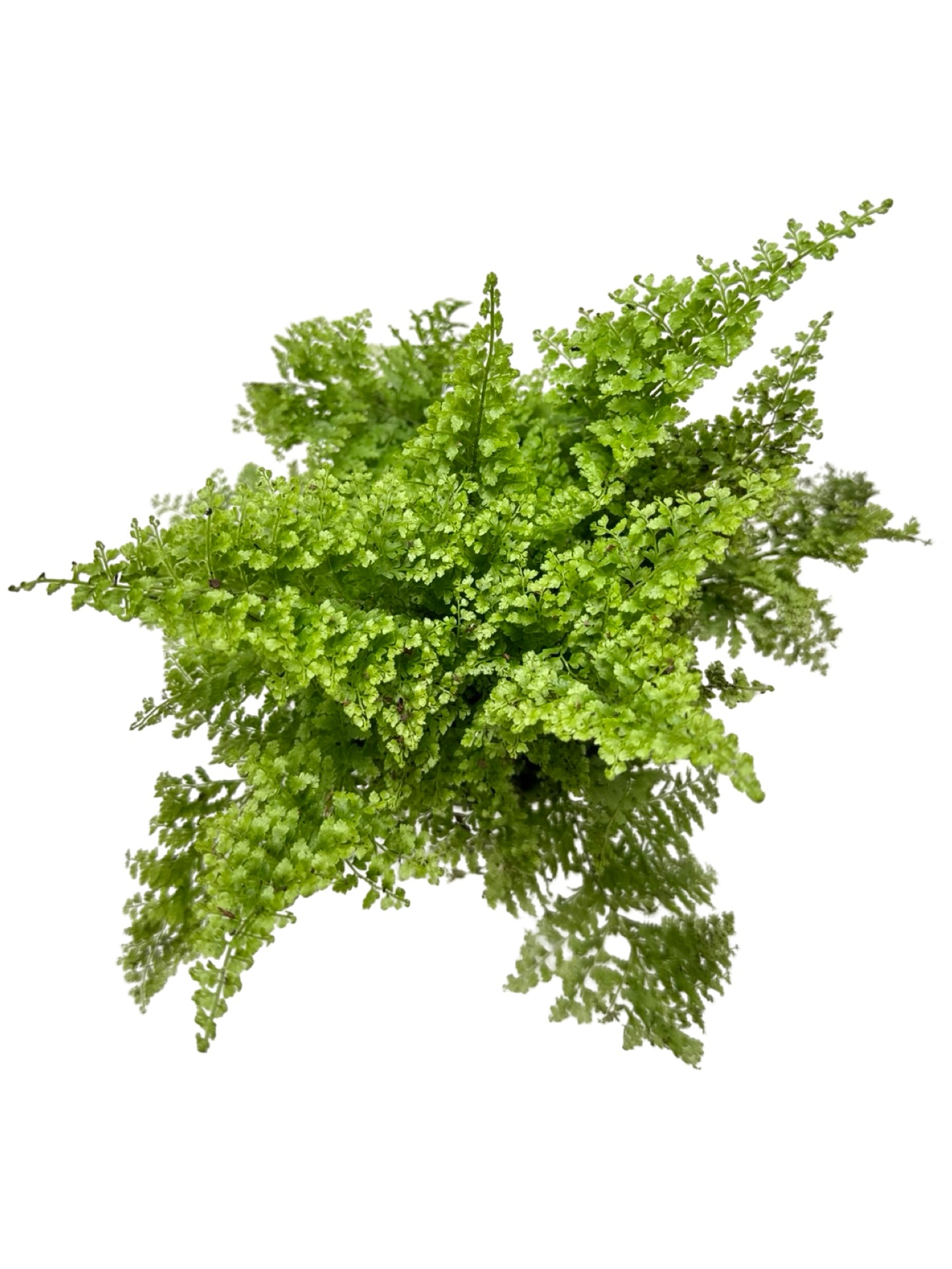 Nephrolepis exaltata 'Cotton Candy' - House Plants