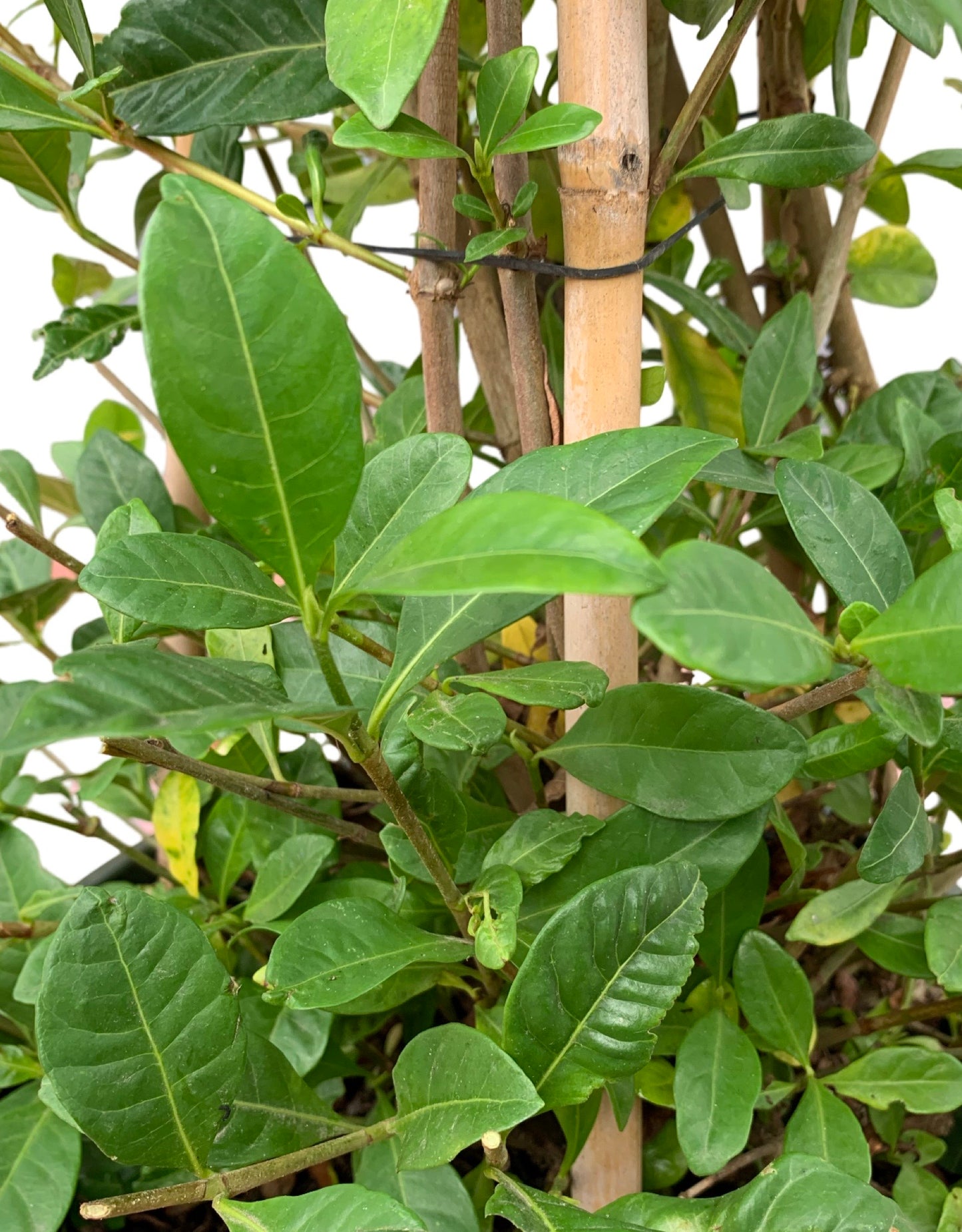 Gardenia jasminoides 'Veitchii'