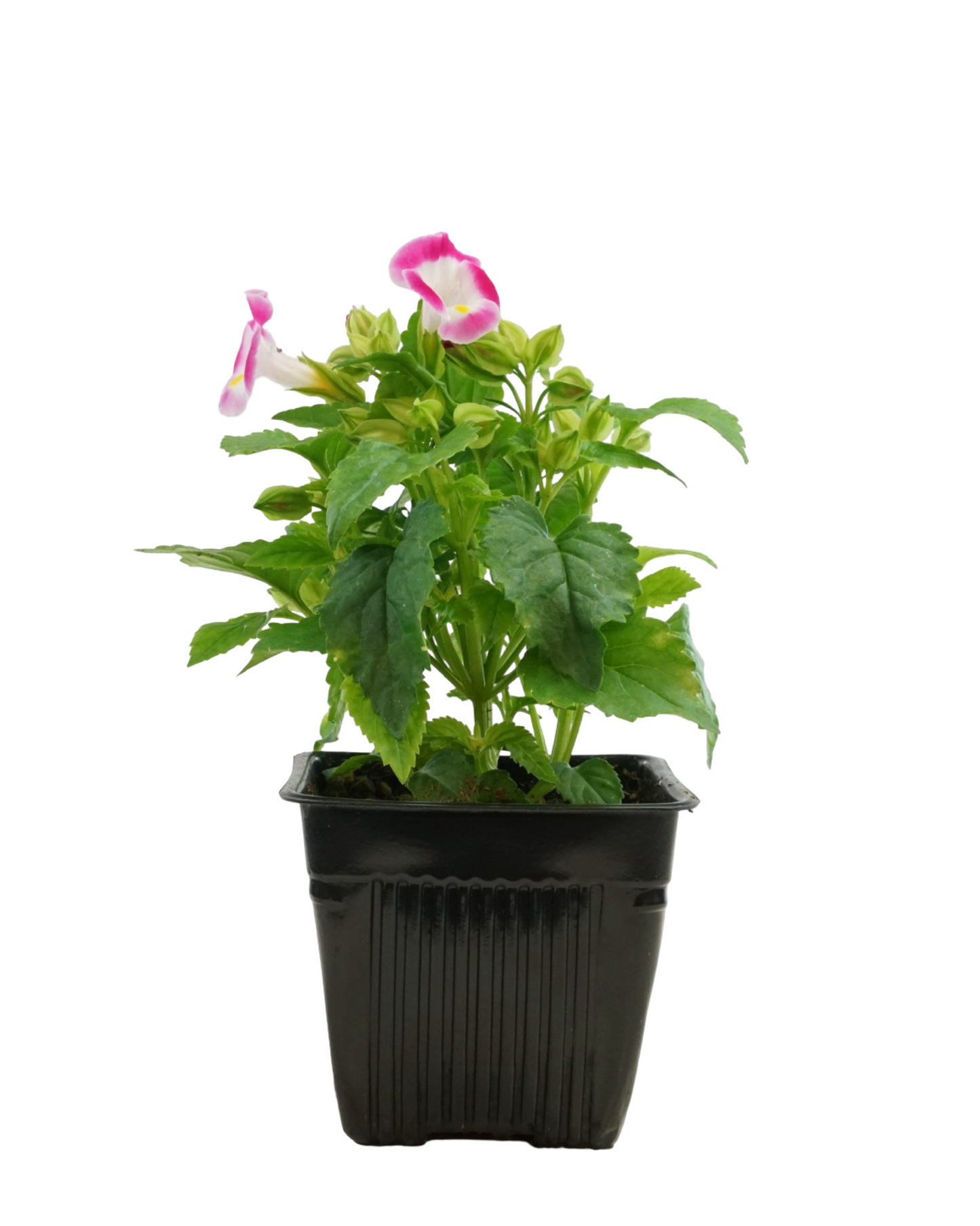 Torenia Hi-Lite Mix - Annuals