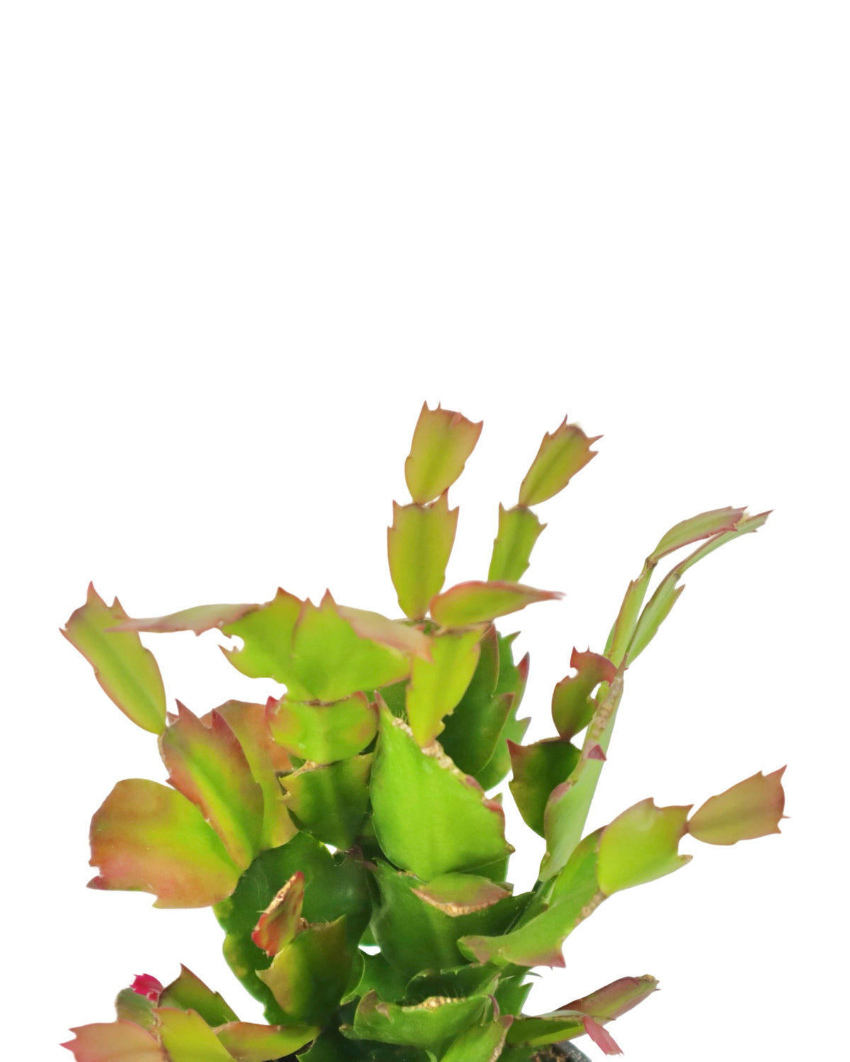 Schlumbergera Assorted - House Plants