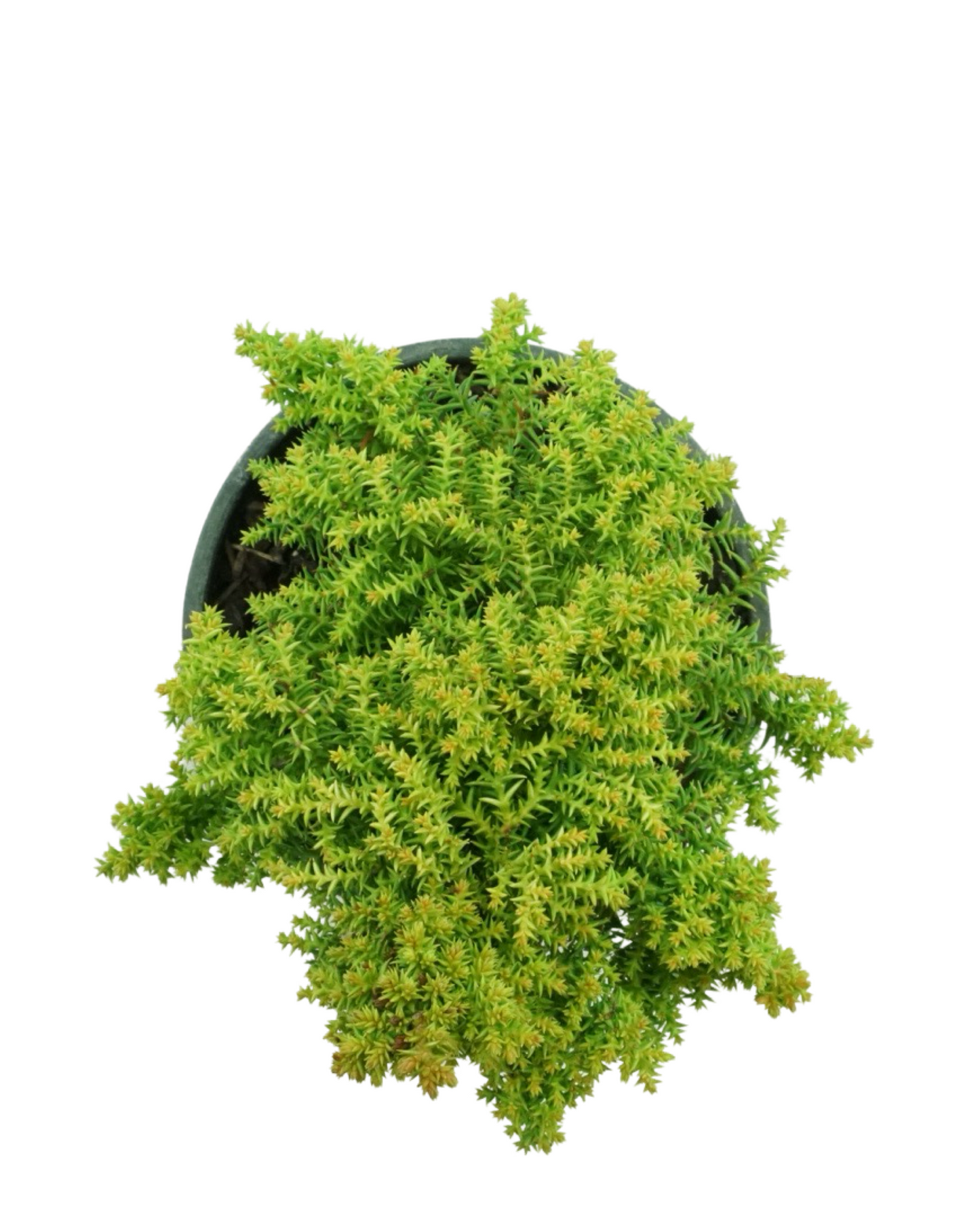 Cryptomeria japonica 'Twinkle Toes'