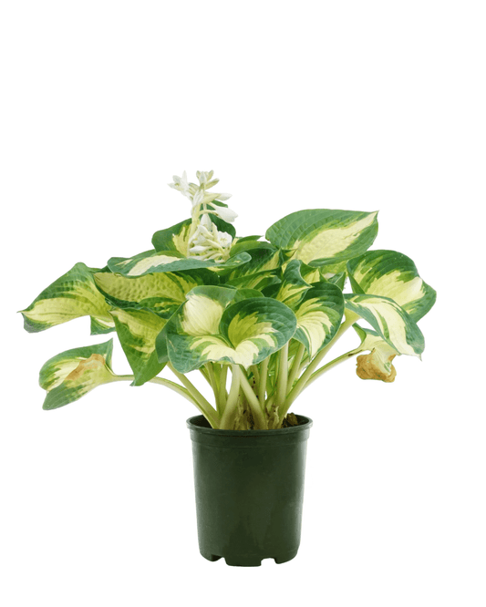 Hosta 'Great Expectations' - The Garden Corner