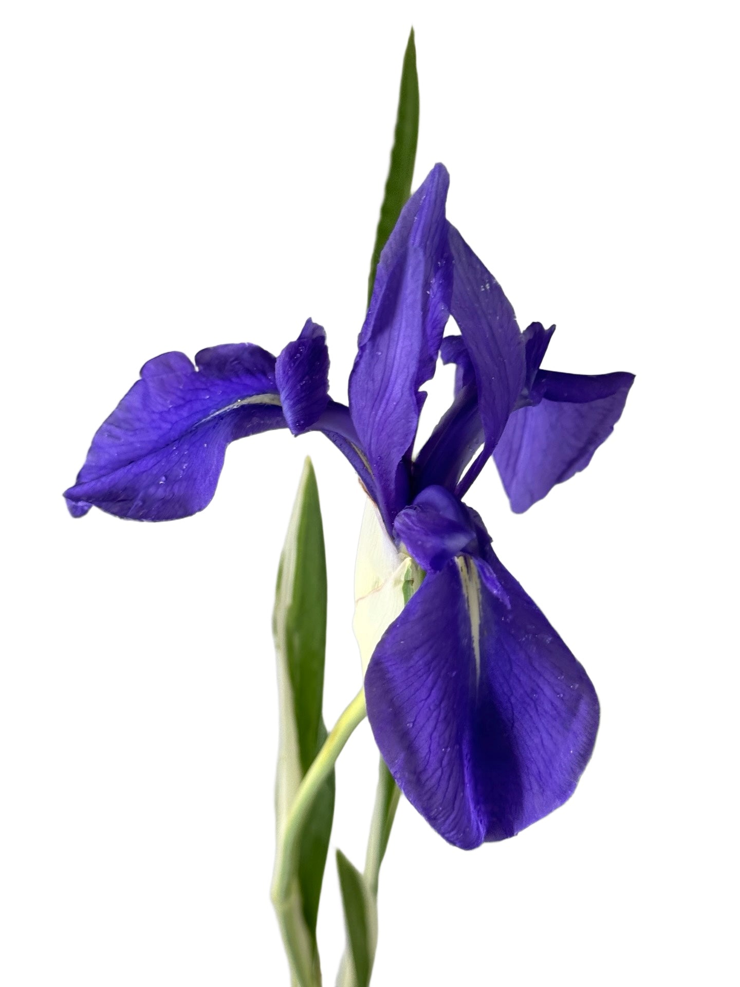 Iris laevigata 'Variegata' - Perennials