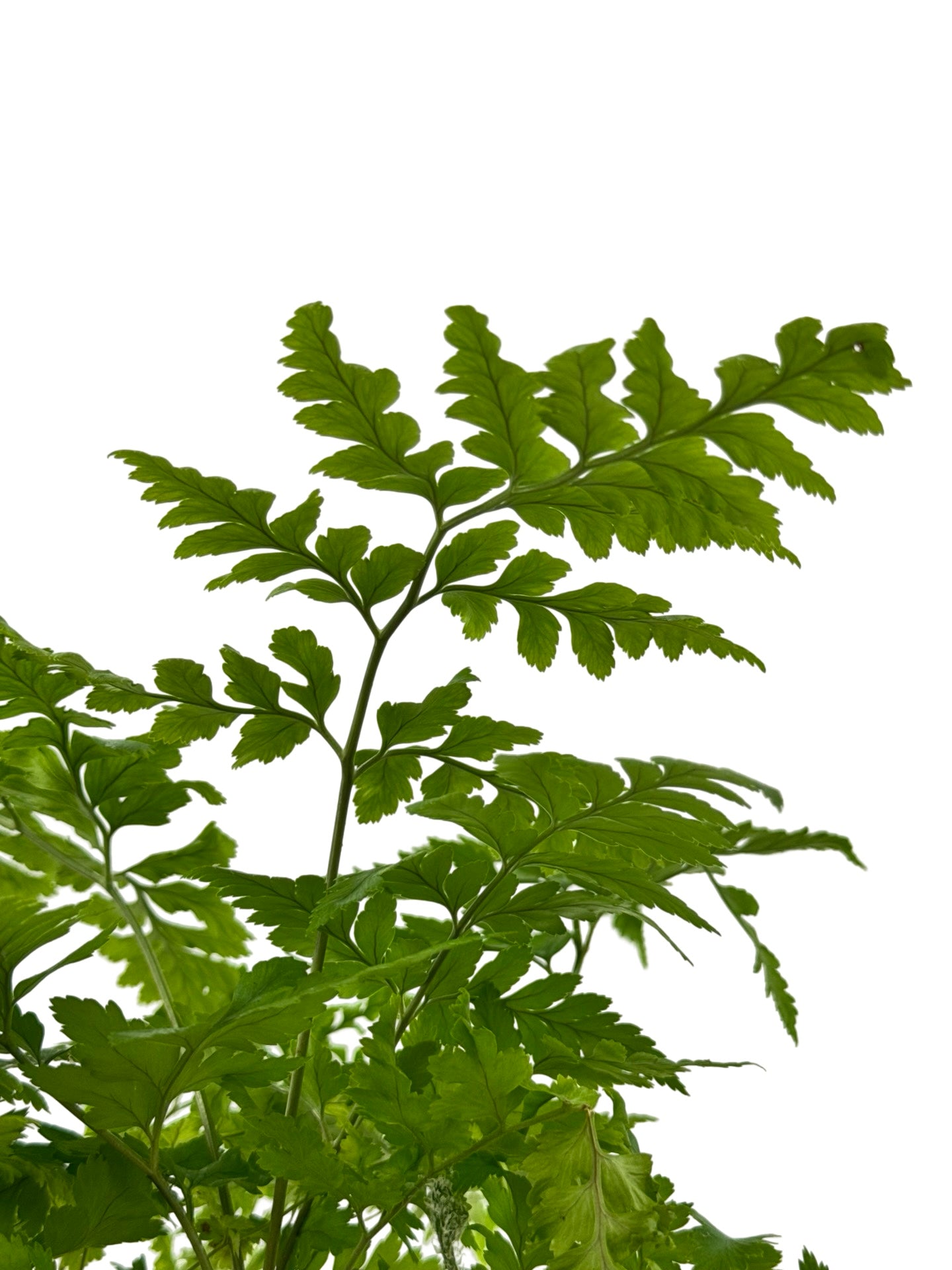 Rumohra adiantiformis - House Plants