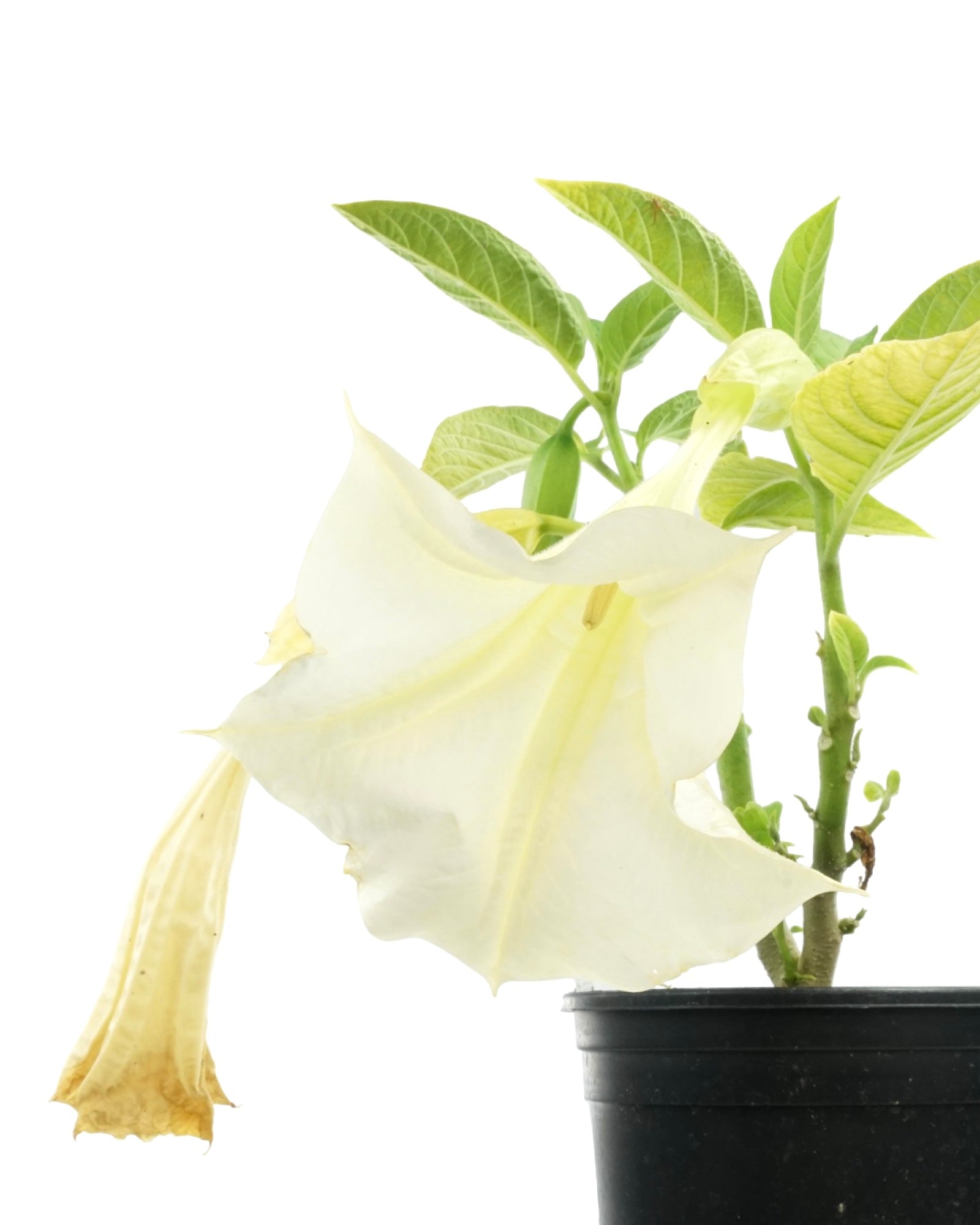Brugmansia 'Betty Marshall' - The Garden Corner