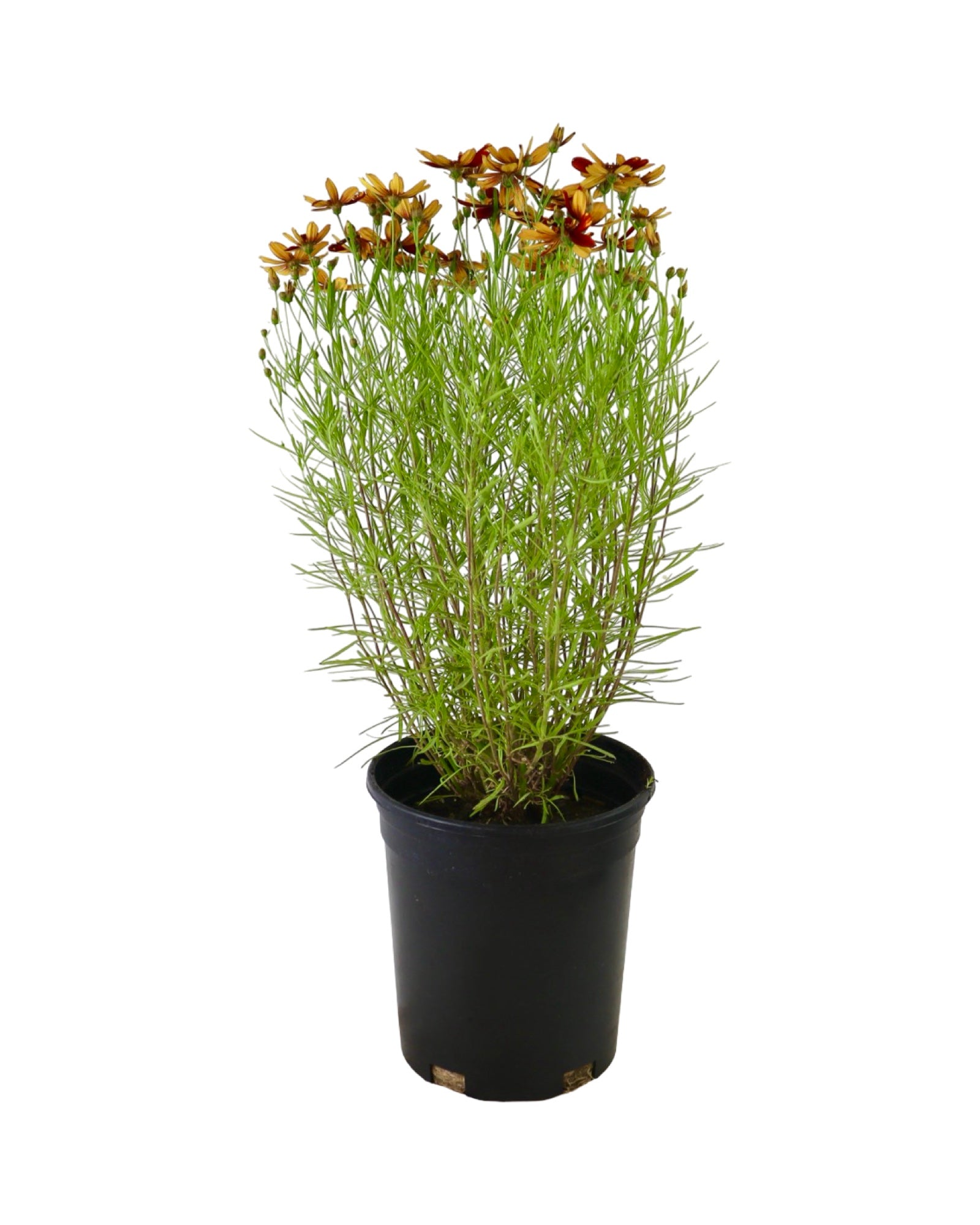 Coreopsis 'Ladybird' - Perennials