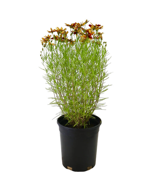 Coreopsis 'Ladybird' - Perennials