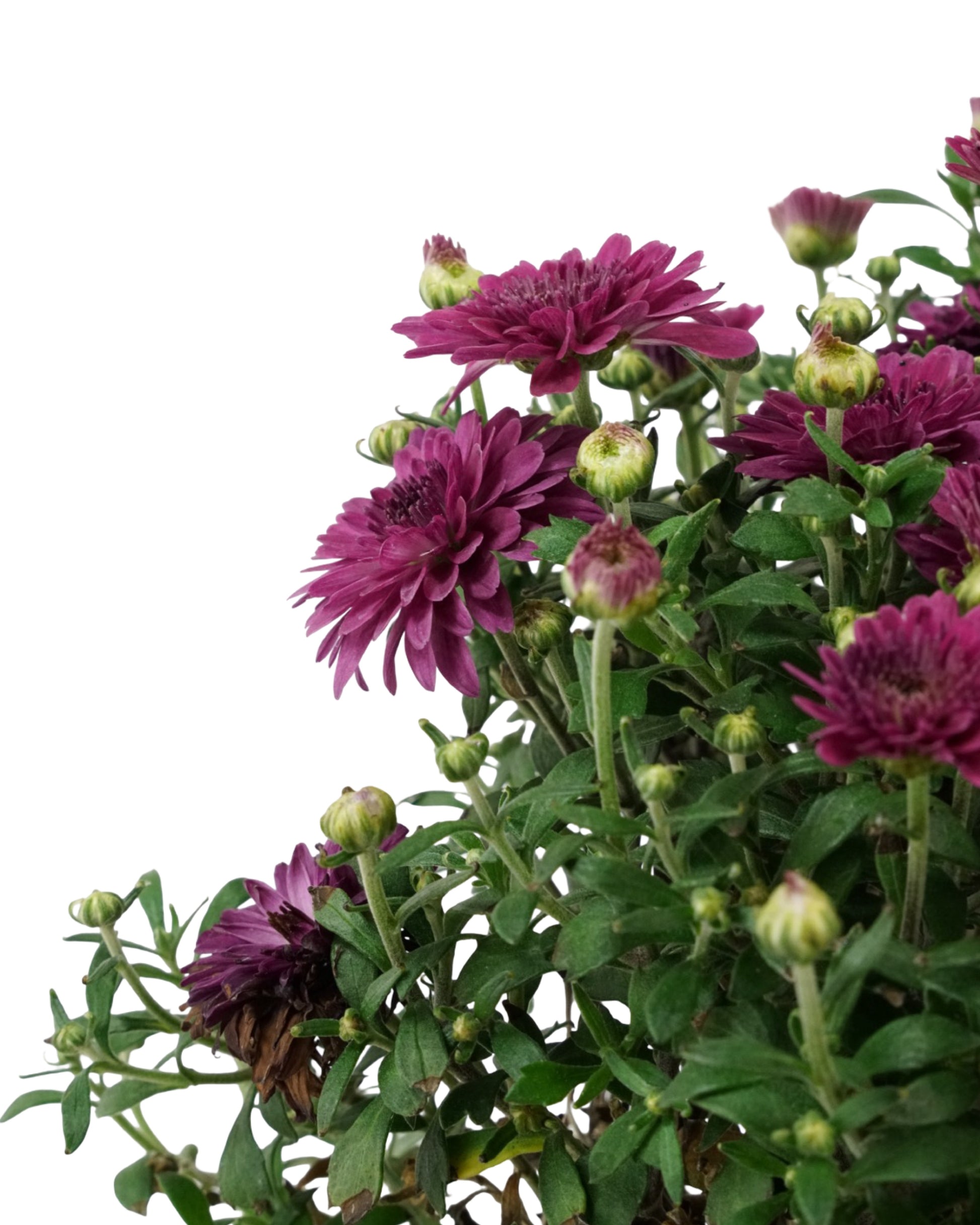 Chrysanthemum 'Patty Purple' - Seasonal Plant