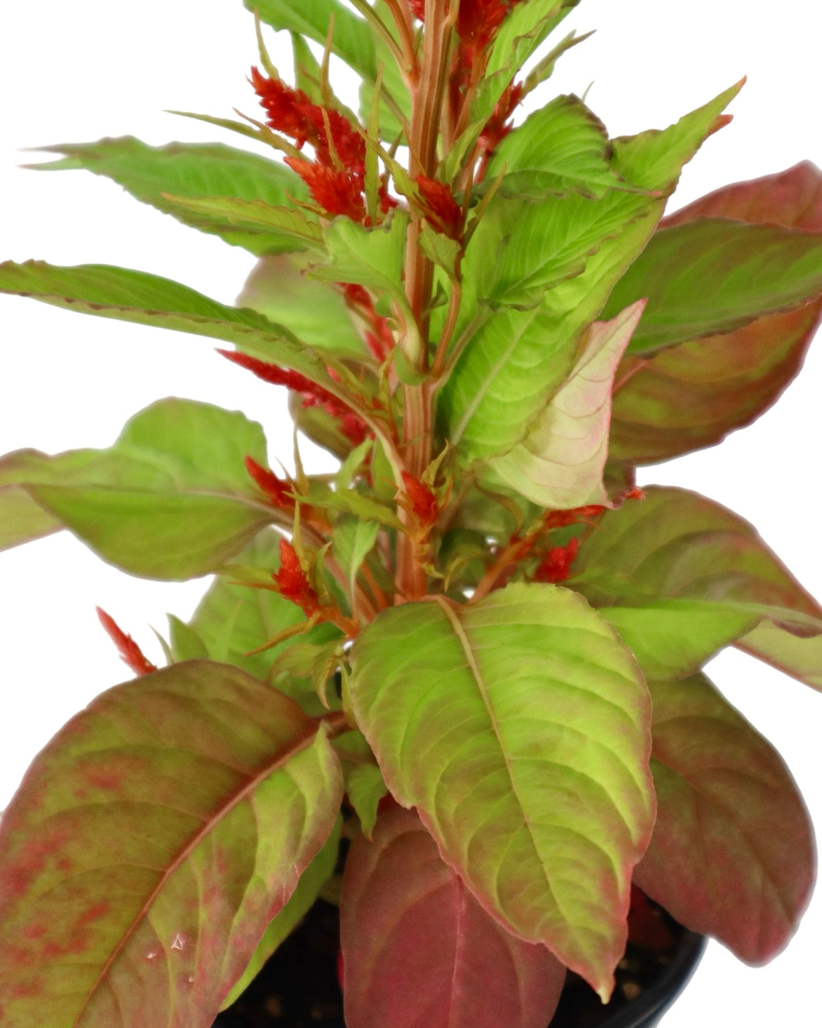 Celosia plumosa Bright Sparks™ Scarlet - Annuals