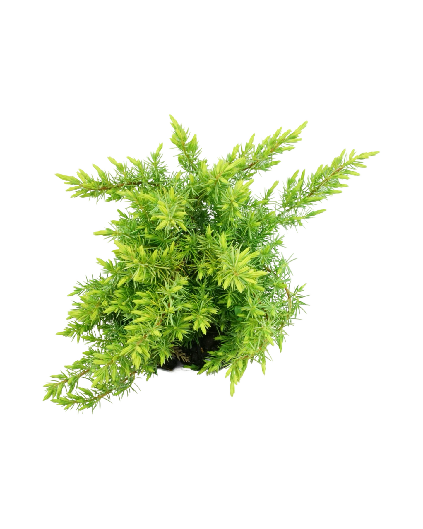 Juniperus conferta 'All Gold'